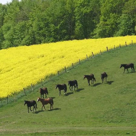 Apartman Bellevue Malente